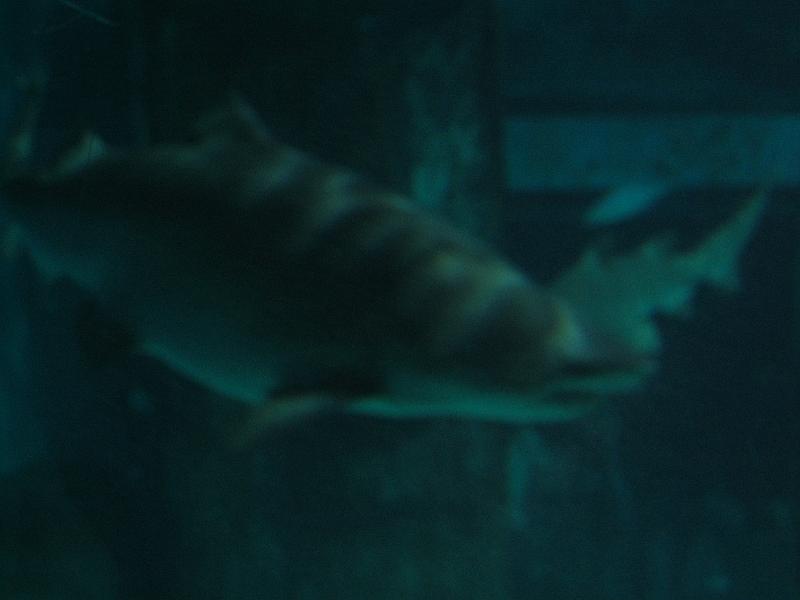 IMG_1213.JPG